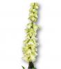 Harangvirág, fehéres-zöld, 90 cm
