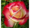 Rosa Andeli- Piros-fehér teahibrid rózsa