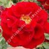 Rosa Fekete István - Bordó mini rózsa