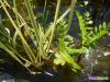 Vízi növény kerti tóba vízi páfrány