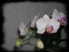 Termékeink Fehér orchidea