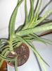 Aloe Vera pozsgás növény 12 cm-es cserépben