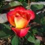 Teahibrid rózsa Alinka