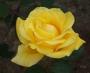 Teahibrid rózsa Buccaneer
