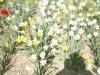 Sárga nárcisz nagyvirágú virághagymák