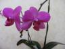 Orchidea eladó