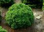 Picea glauca Alberta Globe Törpe Gömb cukorsüvegfenyő
